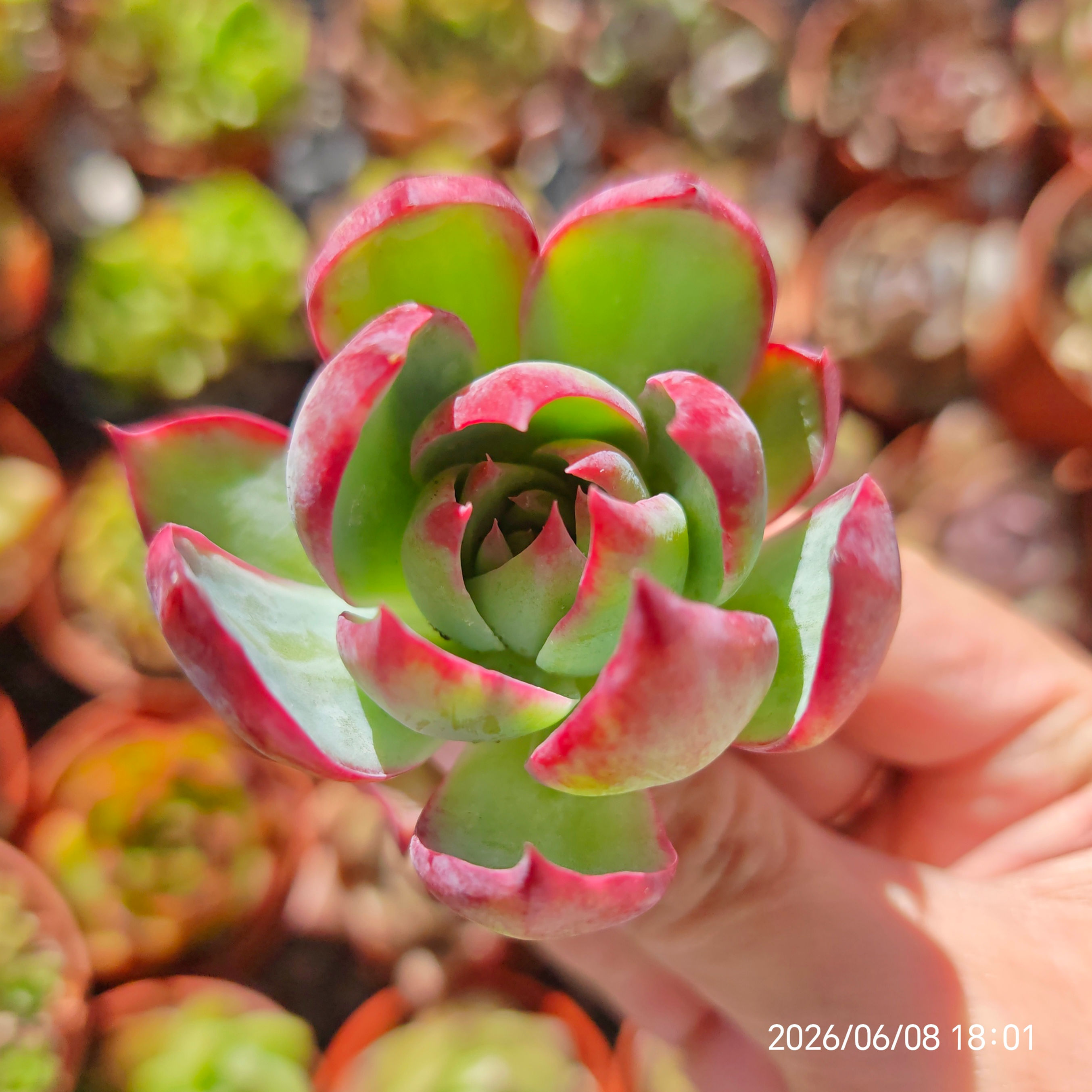 Echeveria ‘Casio’ Variegata 🇰🇷 VERY RARE