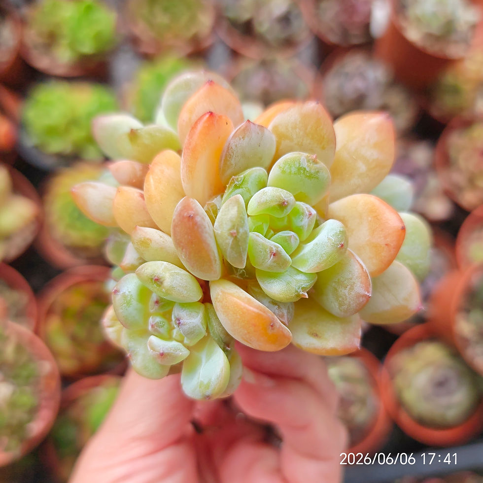 Miniaturbild: Echeveria ‘Ultra Violet’ 🇰🇷 VERY RARE