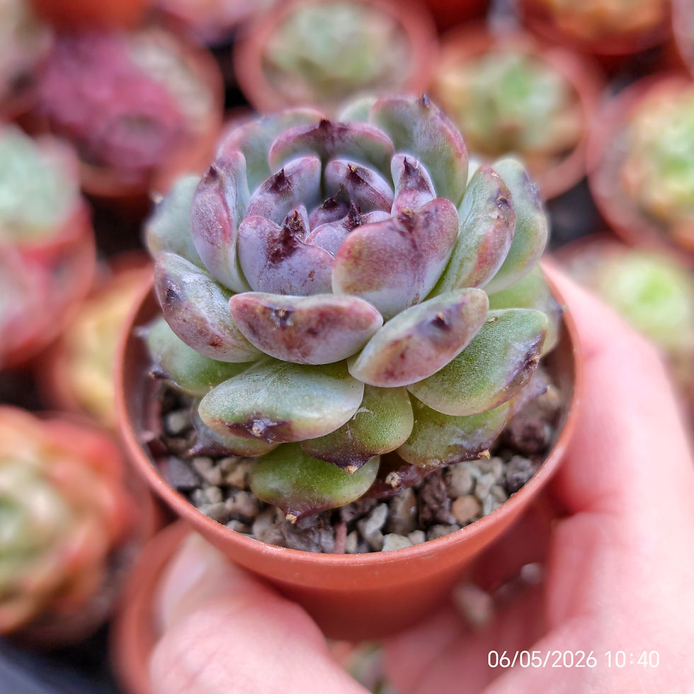 Miniatura: Echeveria ‘Sara Black’ 🇰🇷 VERY RARE ♡ NEW