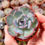 Miniatura: Echeveria ‘Scapular’ Type A🇰🇷 VERY RARE ♡ NEW
