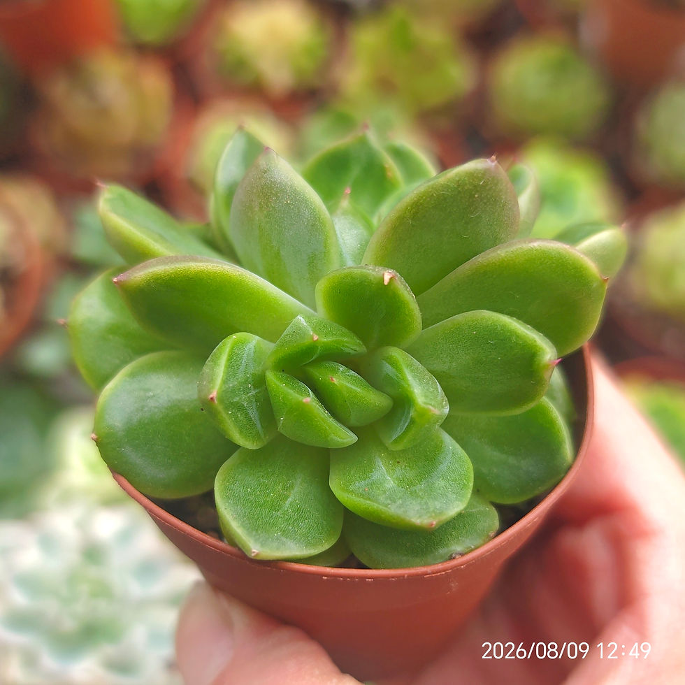 Miniatura: Echeveria ‘Robelia’  🇰🇷 VERY RARE ♡ NEW
