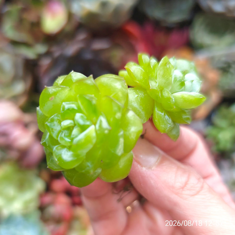 Miniatura: Echeveria ‘Beak Dam’ (Jelly) 🇰🇷 VERY RARE