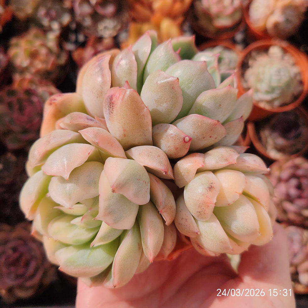 Miniaturbild: Echeveria 'Strawberry Ice' Variegata 🇨🇳 VERY RARE