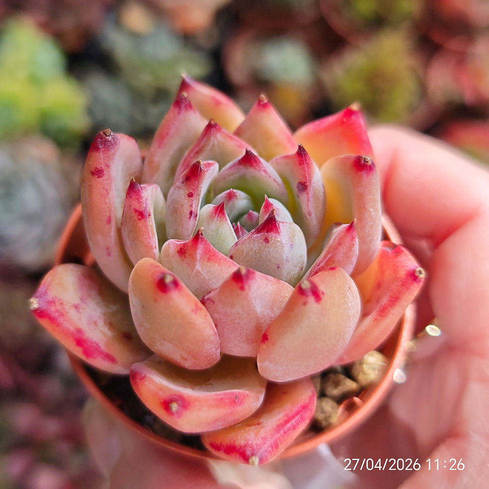 Miniature : Echeveria ‘Ratam’ 🇰🇷 VERY RARE