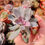Miniatura: Echeveria ‘Perle van Nurnberg’ Mutation 🇰🇷 VERY RARE
