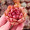Miniature : Echeveria ‘Bull Mung’ 🇰🇷 EXCLUSIVE