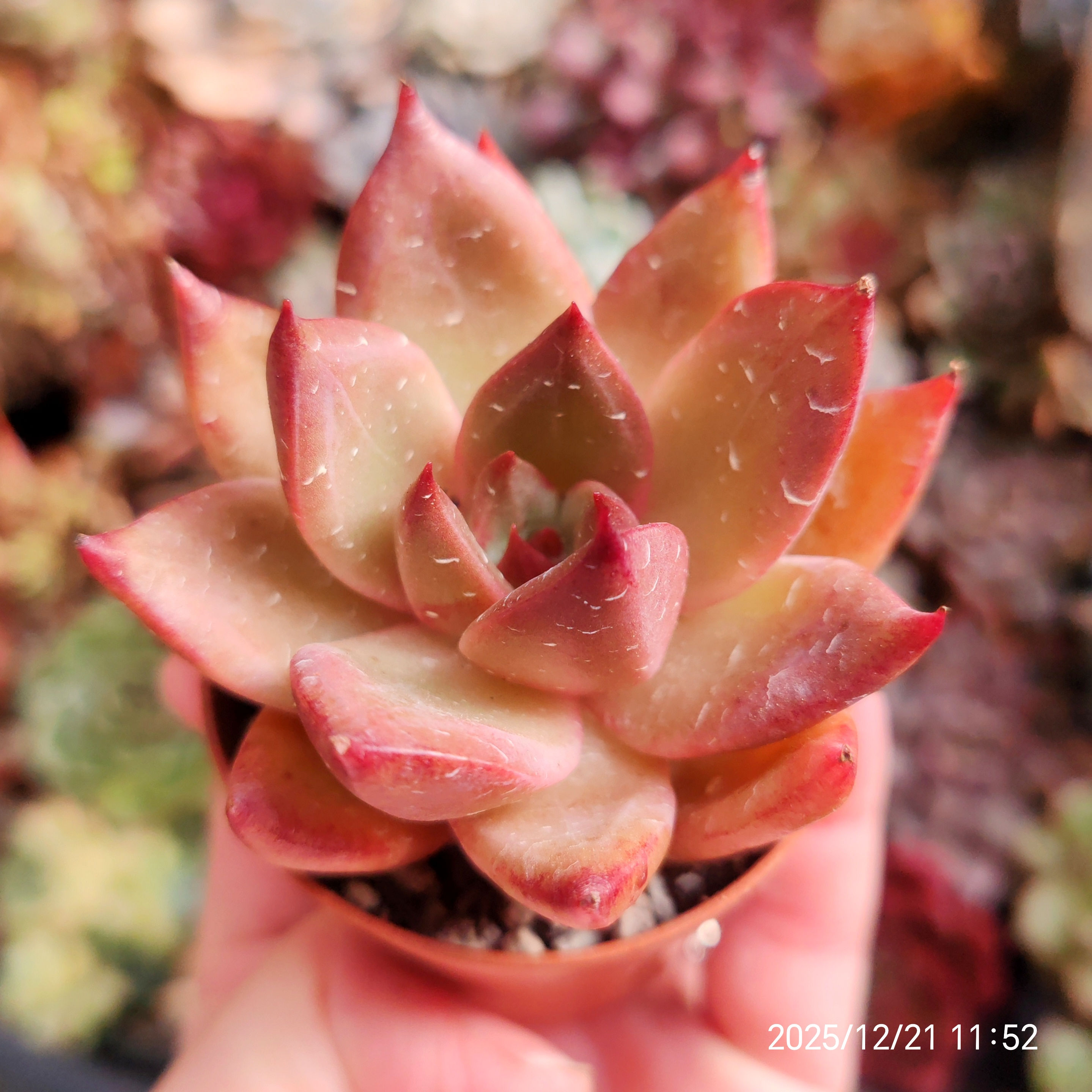 Echeveria ‘Thunder’ Typa B 🇰🇷 EXCLUSIVE