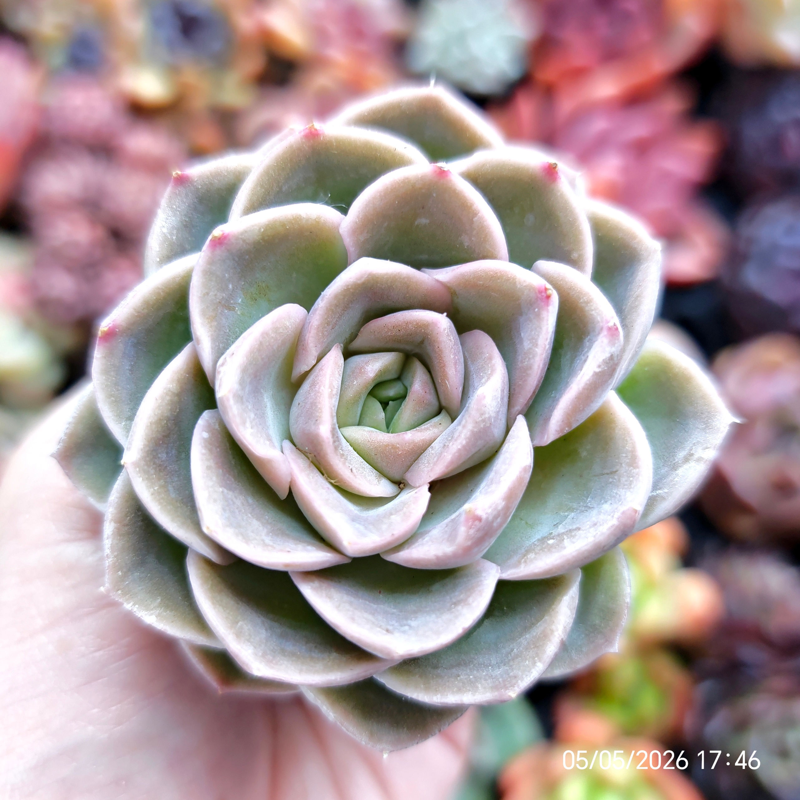Echeveria ‘Shy Heart’  🇰🇷 VERY RARE ♡ NEW