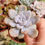 Miniatura: Graptoveria ‘Happy Day’ 🇰🇷 RARE