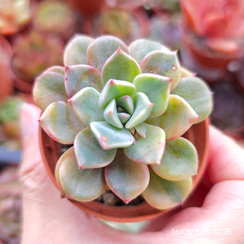 Miniatura: Graptoveria ‘Pretty In Pink’ Variegata (Yellow) 🇰🇷 VERY RARE
