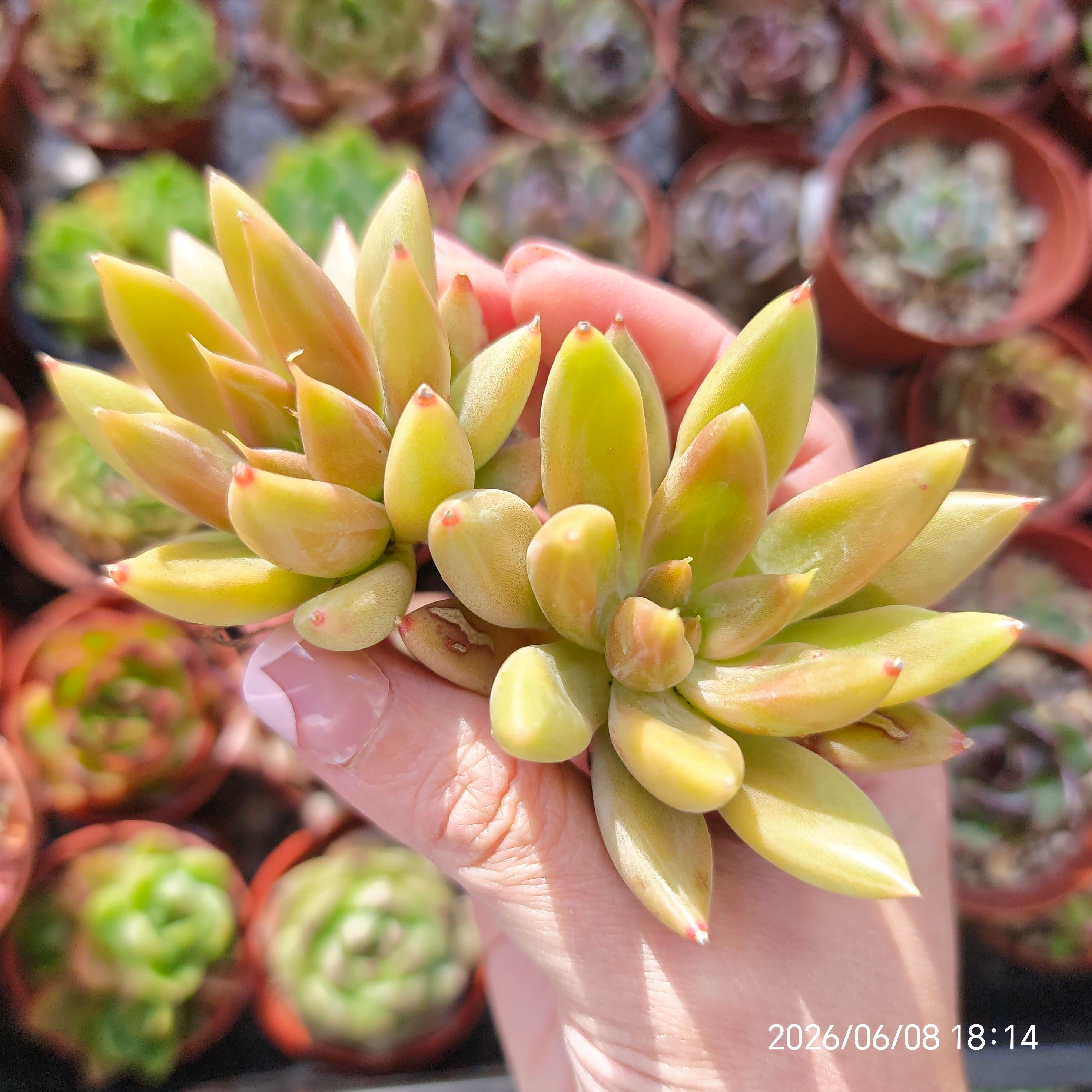 Echeveria tolimanensis x SSP 🇰🇷 VERY RARE ♡ NEW