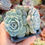 Miniature : Echeveria ‘Pink Forest’ 🇰🇷 VERY RARE ♡ NEW