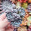 Miniatura: Echeveria ‘Alice Blue’  🇰🇷 RARE