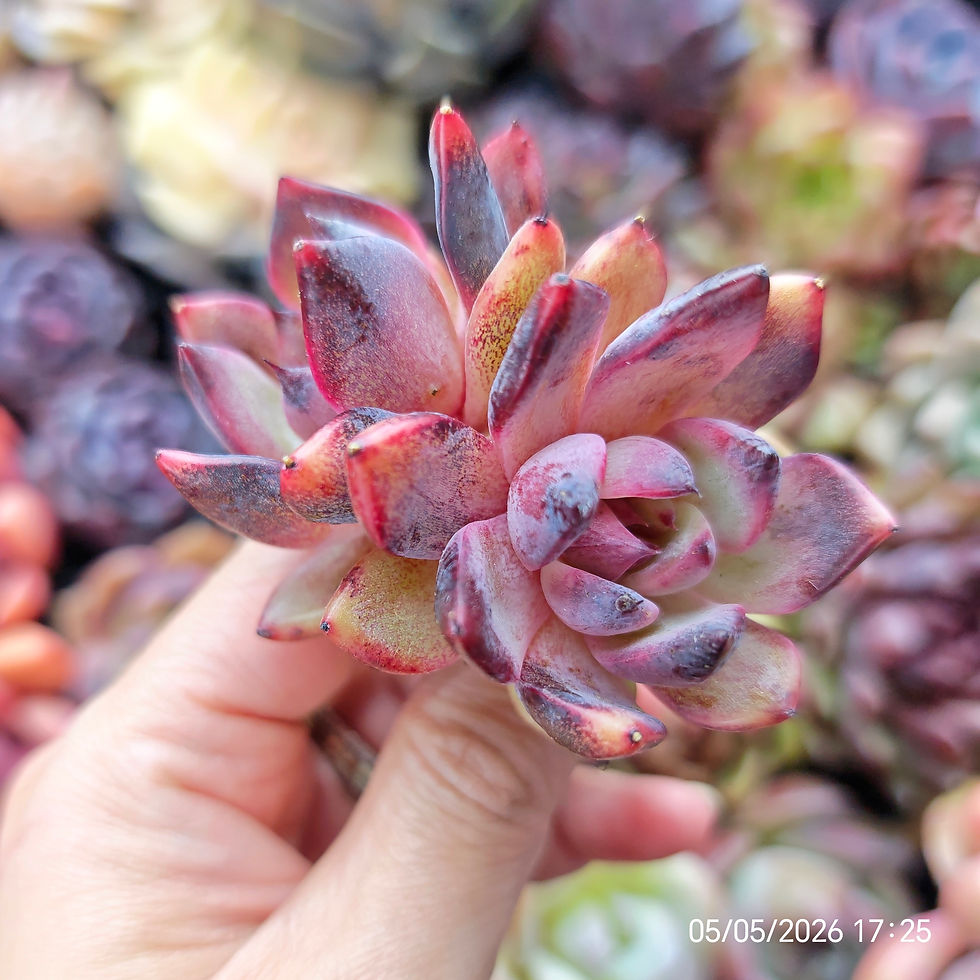 Miniaturbild: Echeveria ‘Hong Jo’ 🇰🇷 VERY RARE ♡ NEW