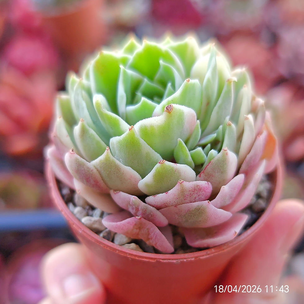 Miniature : Echeveria 'Desert Rose' Variegata 🇨🇳 VERY RARE