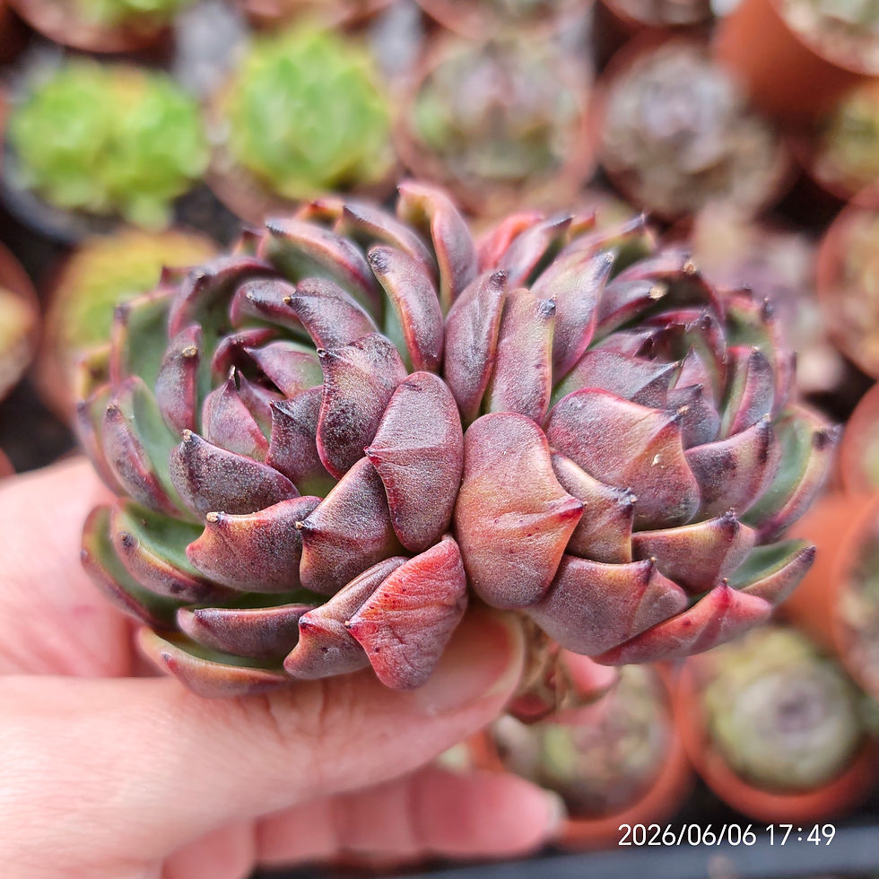Miniatura: Echeveria ‘Black Smoke’ 🇰🇷 VERY RARE