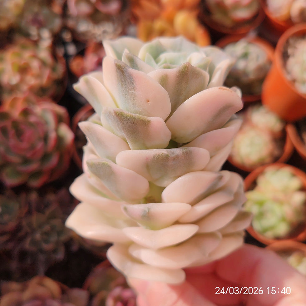 Thumbnail: Graptoveria 'Lovely Rose' Variegata 🇨🇳 VERY RARE