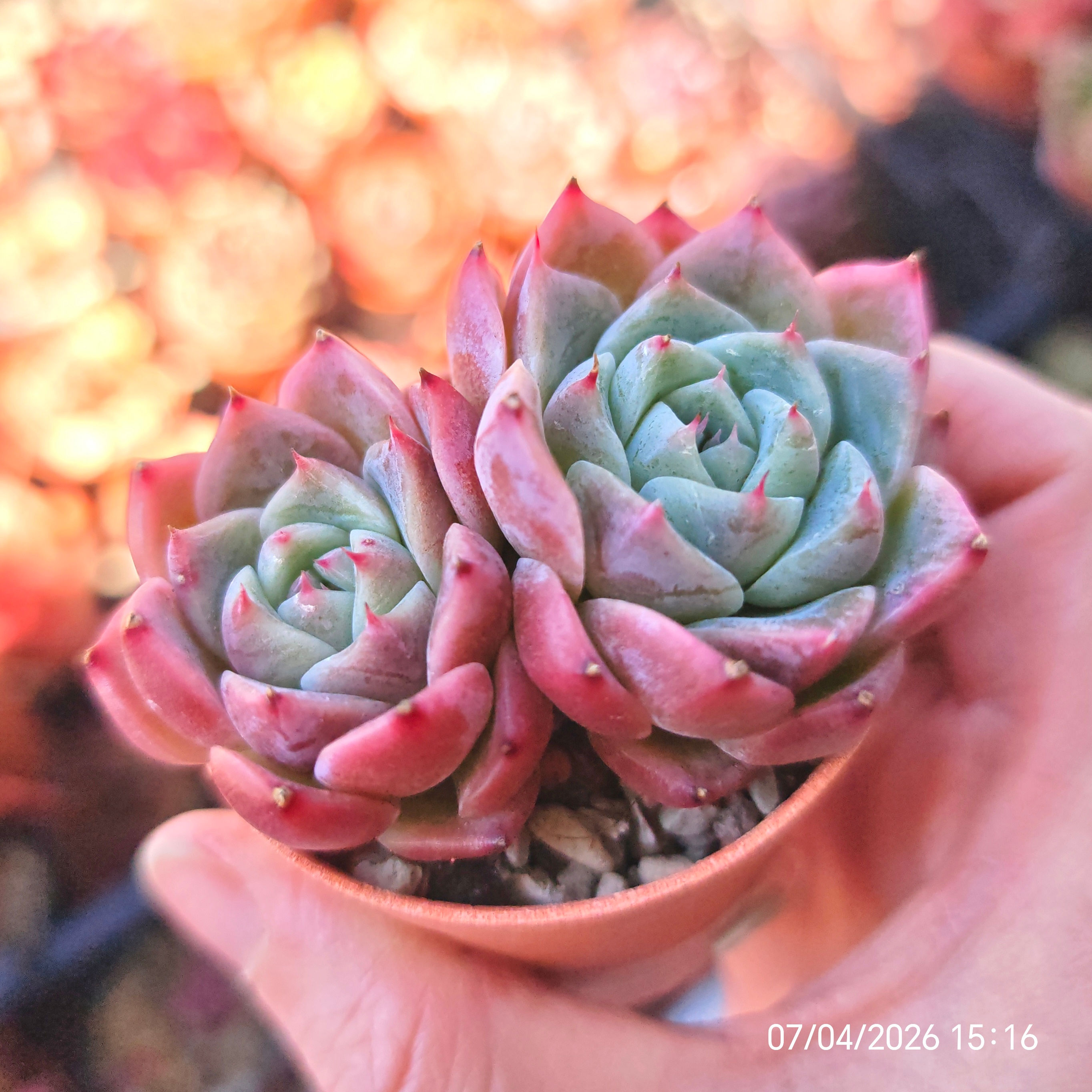 Echeveria 'Milky White' 🇨🇳 EXCLUSIVE