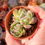 Miniature : Echeveria SSP mini bundle 1 (E. 'Amethyst x ssp) 🇨🇳 EXCLUSIVE