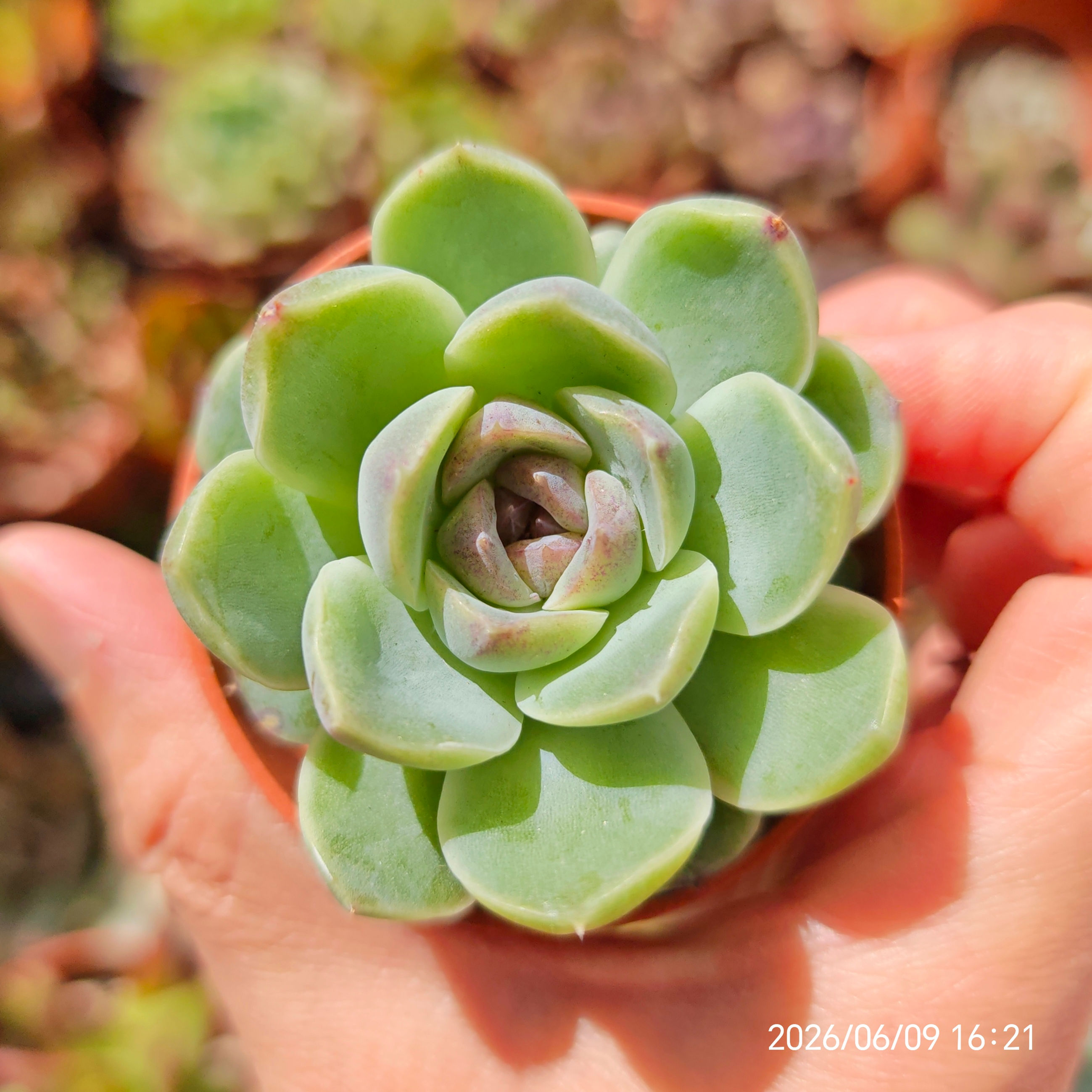 Echeveria ‘Amethyst’ x SSP (Type 4) 🇨🇳 VERY RARE