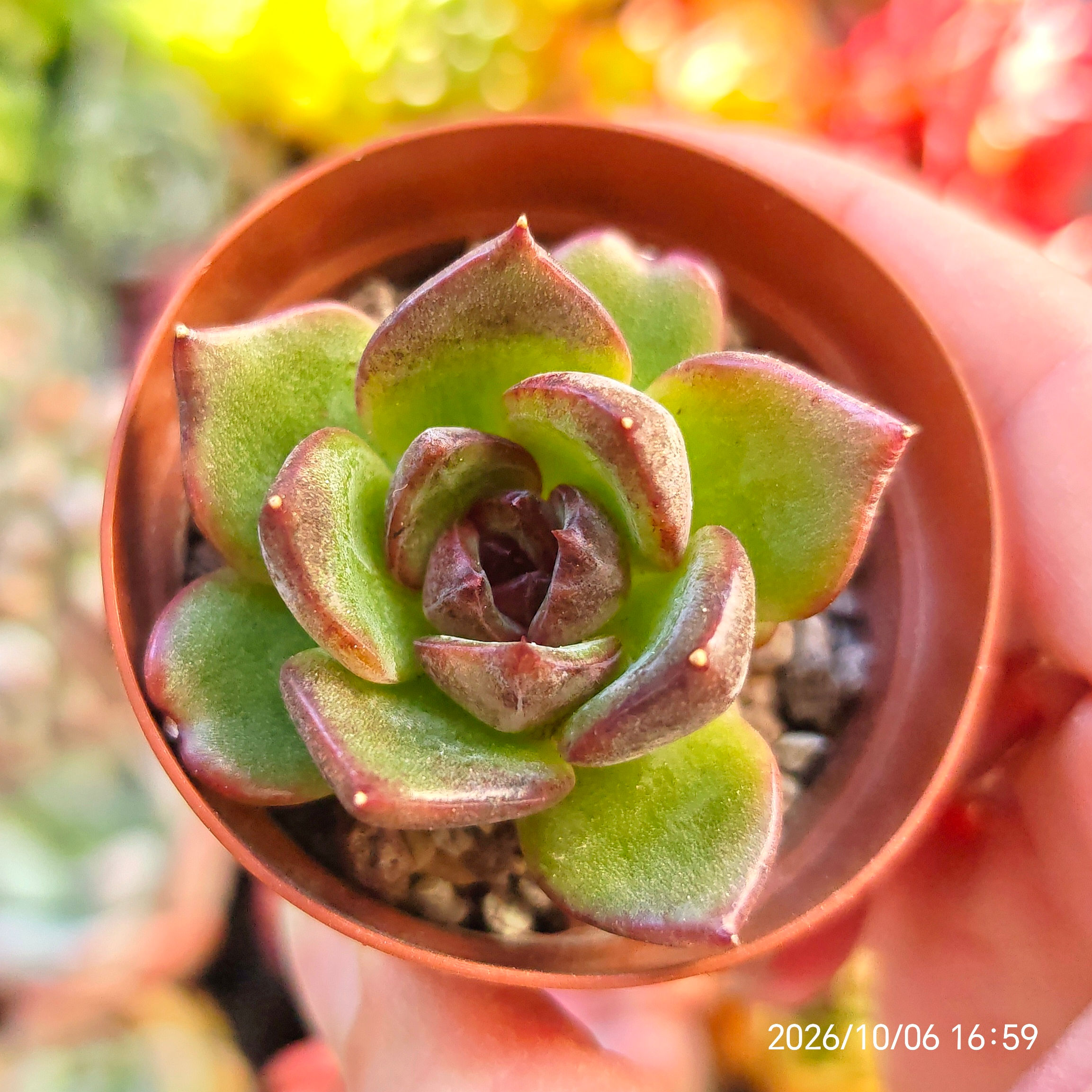 Echeveria 'Sour Grape' 🇨🇳 EXCLUSIVE