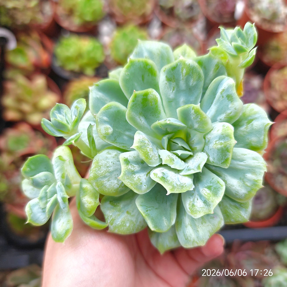 Miniatura: Echeveria ‘Bubble Rose’ (Monstrousa)🇰🇷 VERY RARE