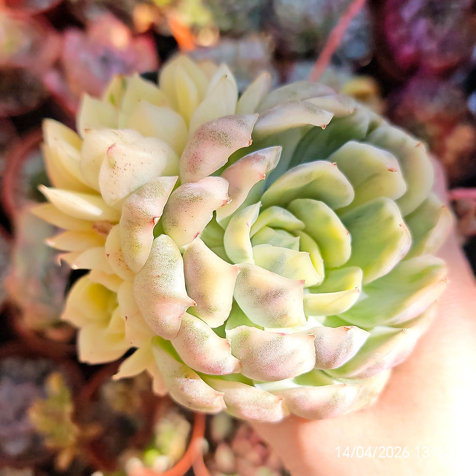 Miniaturbild: Echeveria 'Strawberry Ice' Variegata 🇨🇳 VERY RARE