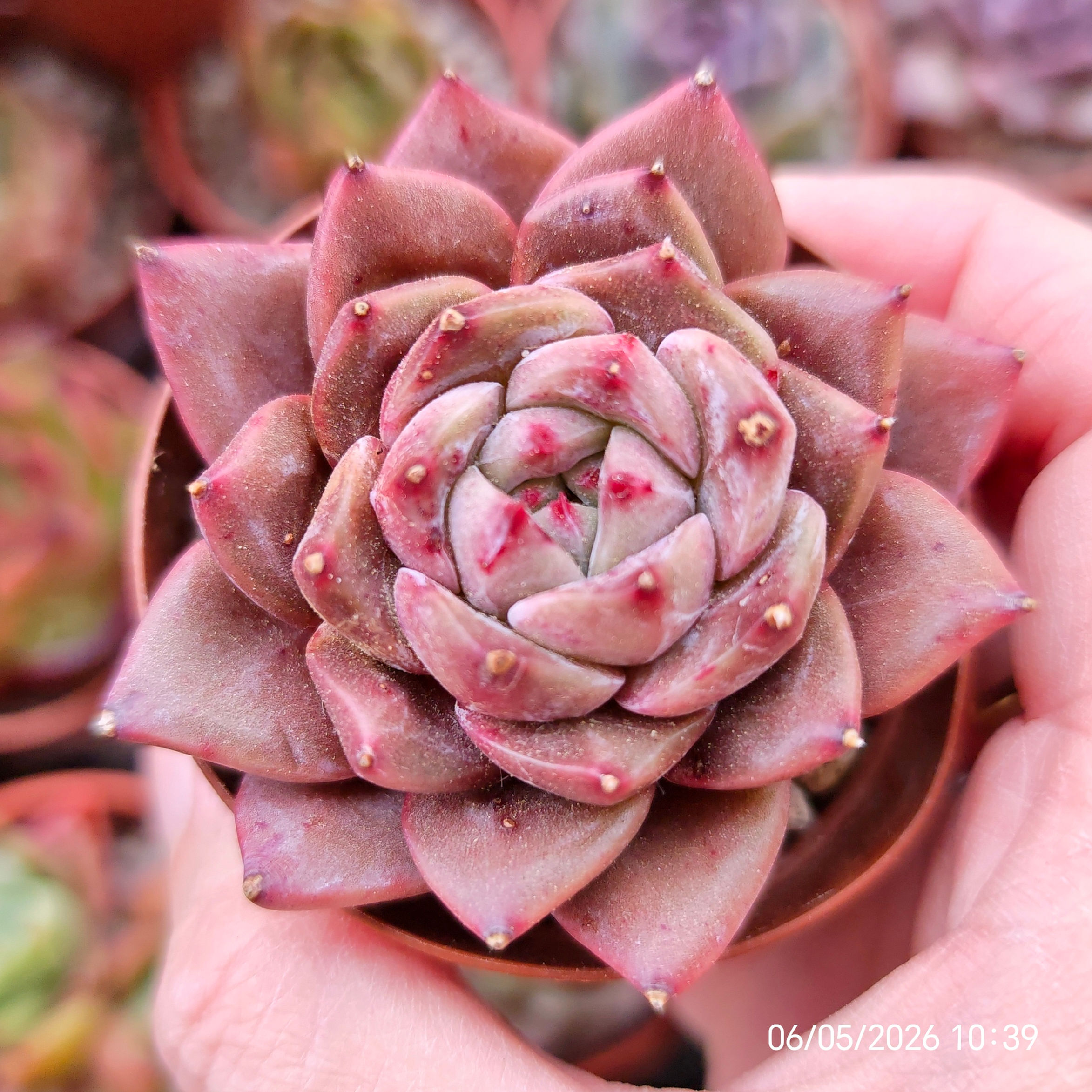 Echeveria SSP - 215 🇰🇷 VERY RARE ♡ NEW
