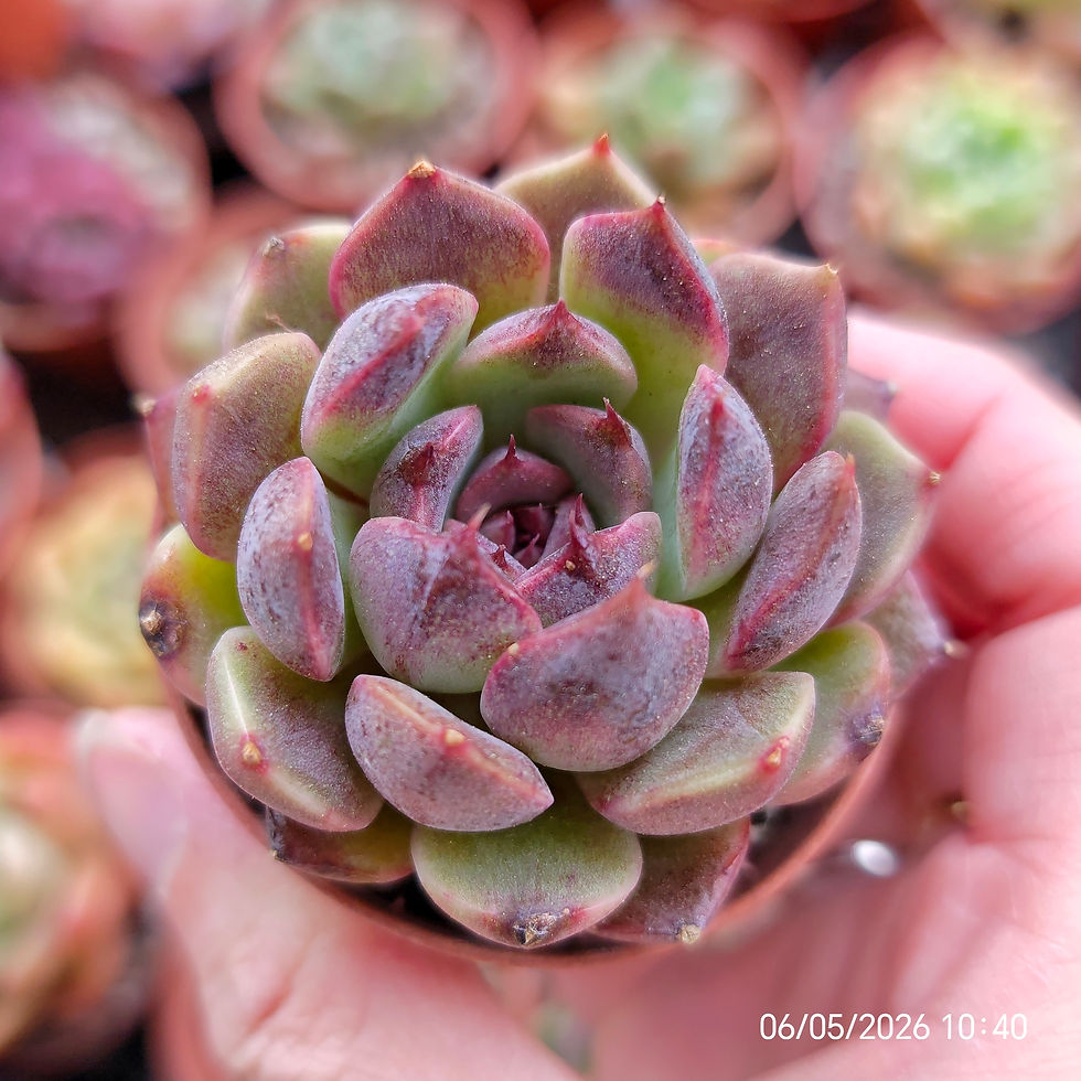 Miniature : Echeveria 'Purple Dawn' 🇨🇳 EXCLUSIVE