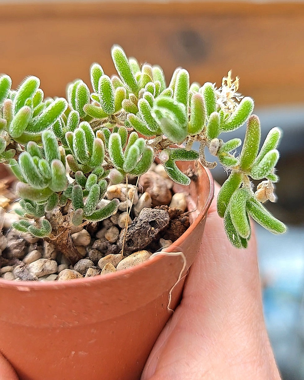 Miniatura: Drosanthemum floribundum 🇨🇳 VERY RARE