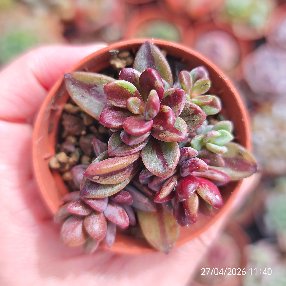 Miniatura: Echeveria ‘Rezry’ Variegata 🇰🇷 VERY RARE