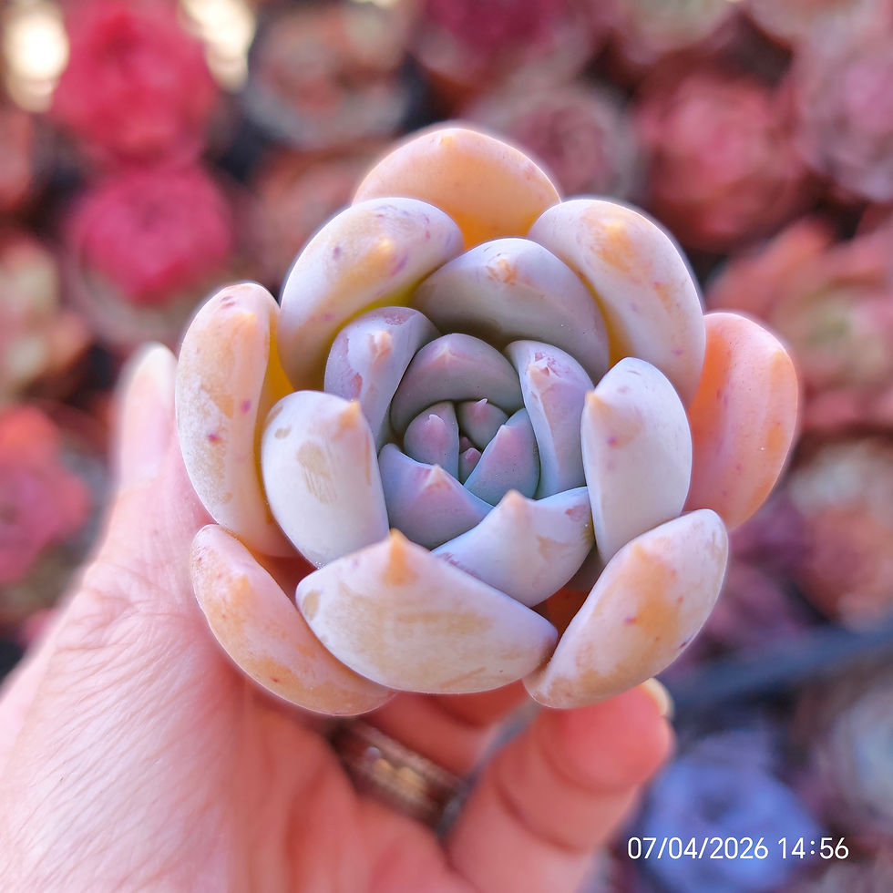 Miniaturbild: Echeveria ‘Starry Mist’  🇰🇷 EXCLUSIVE