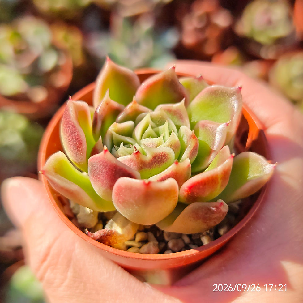 Miniaturbild: Echeveria 'Dragon Scales'🇰🇷 VERY RARE