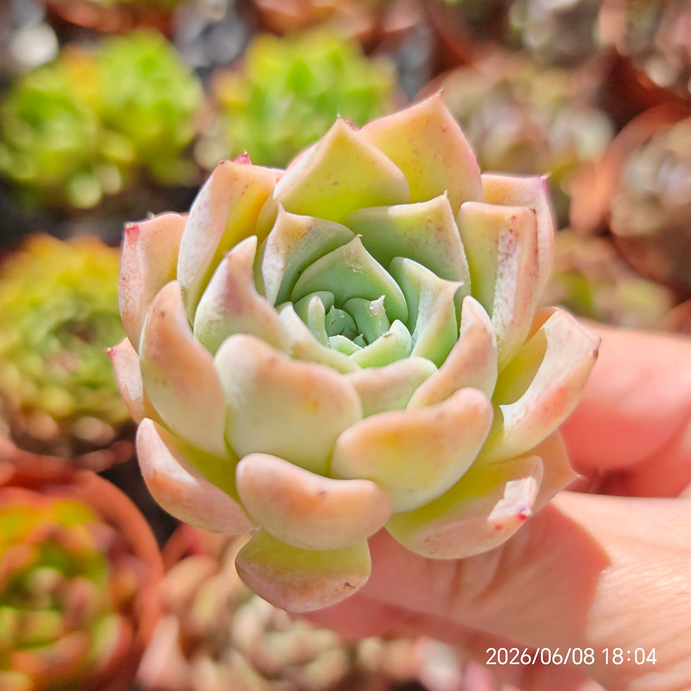 Miniatura: Echeveria hyalina x SSP 🇰🇷 VERY RARE
