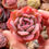 Miniatura: Echeveria ‘Joe Berry’ (Jelly Heart) 🇰🇷 VERY RARE ♡ NEW