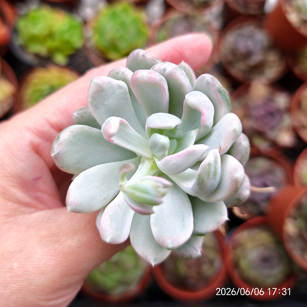 Miniaturbild: Pachyveria ‘Rolly Polly’ Variegata 🇰🇷 VERY RARE