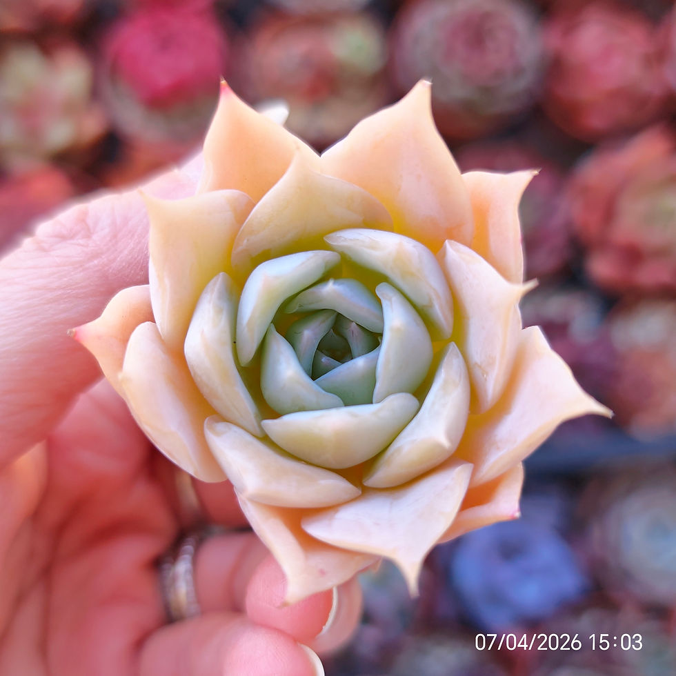 Miniature : Echeveria ‘White Butterfly’  🇰🇷 EXCLUSIVE