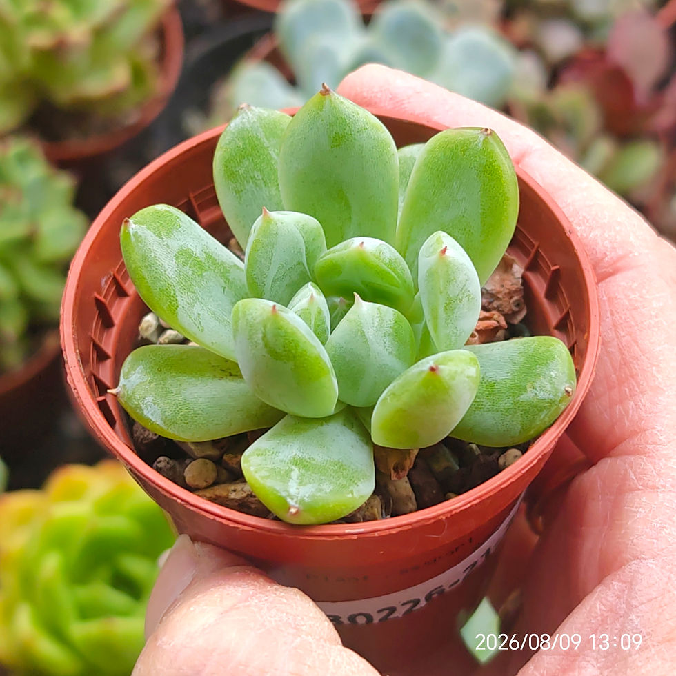 Miniaturbild: Echeveria ‘Snow Jenny’  🇰🇷 VERY RARE