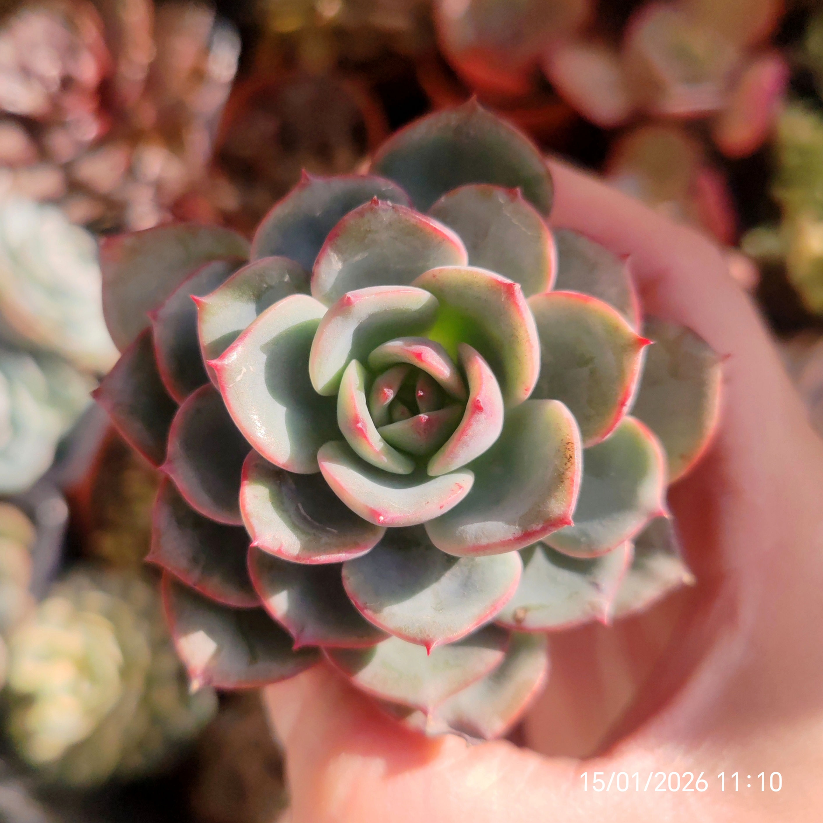 Echeveria SSP 2 🇰🇷 VERY RARE ♡ NEW