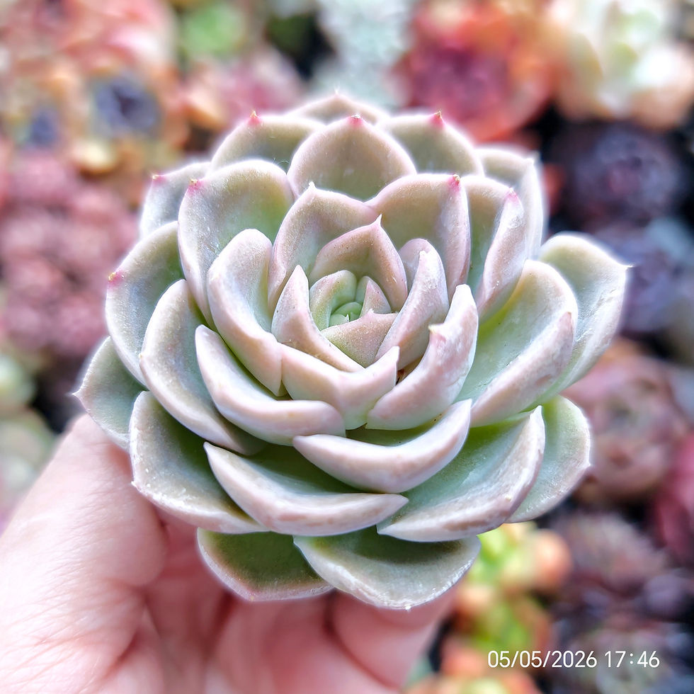 Thumbnail: Echeveria ‘Shy Heart’  🇰🇷 VERY RARE ♡ NEW