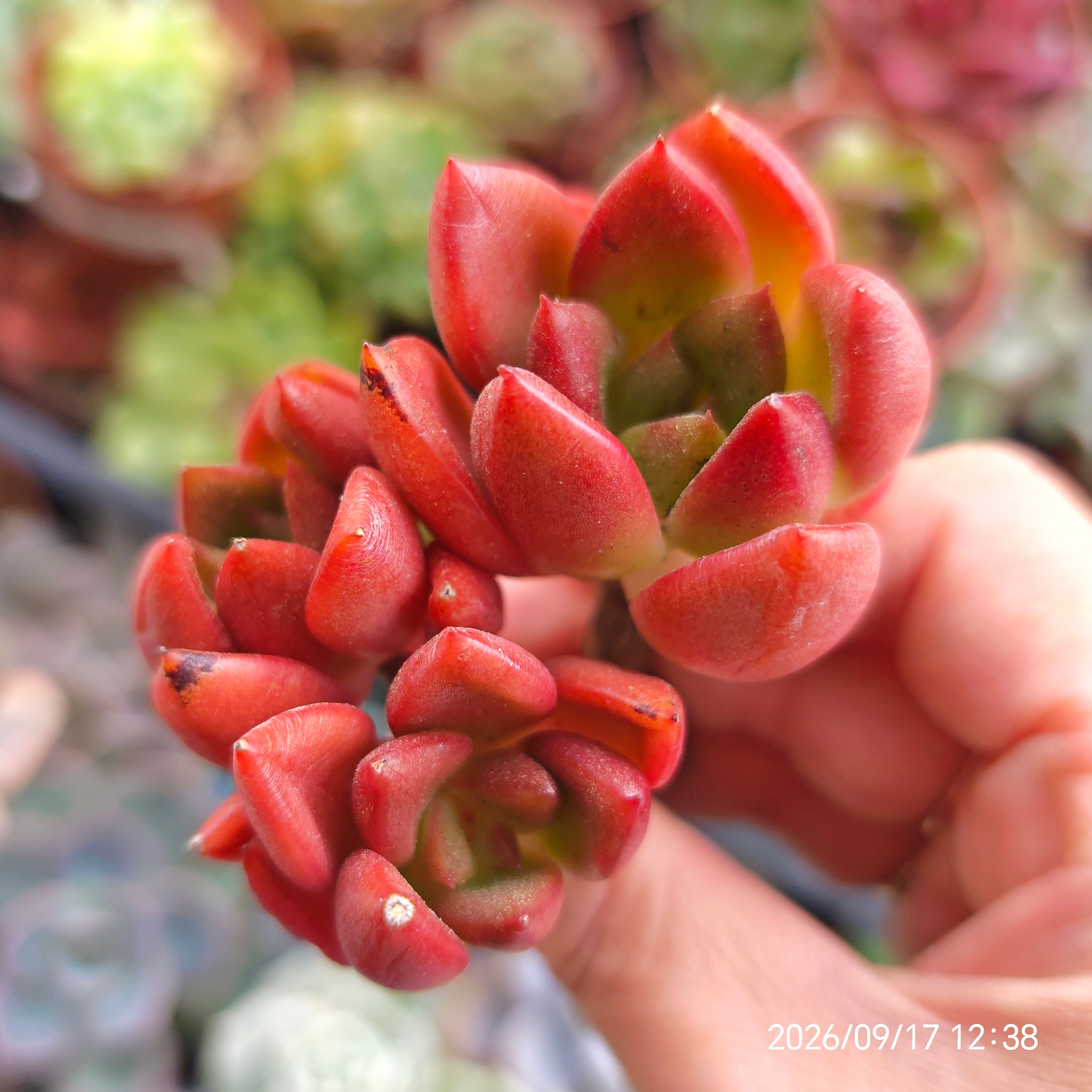 Echeveria ‘Sunset’ 🇰🇷 VERY RARE