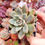 Miniaturbild: Echeveria ‘Red Jewelry  (E. subcomborysa 030 hyb) 🇰🇷 VERY RARE ♡ NEW