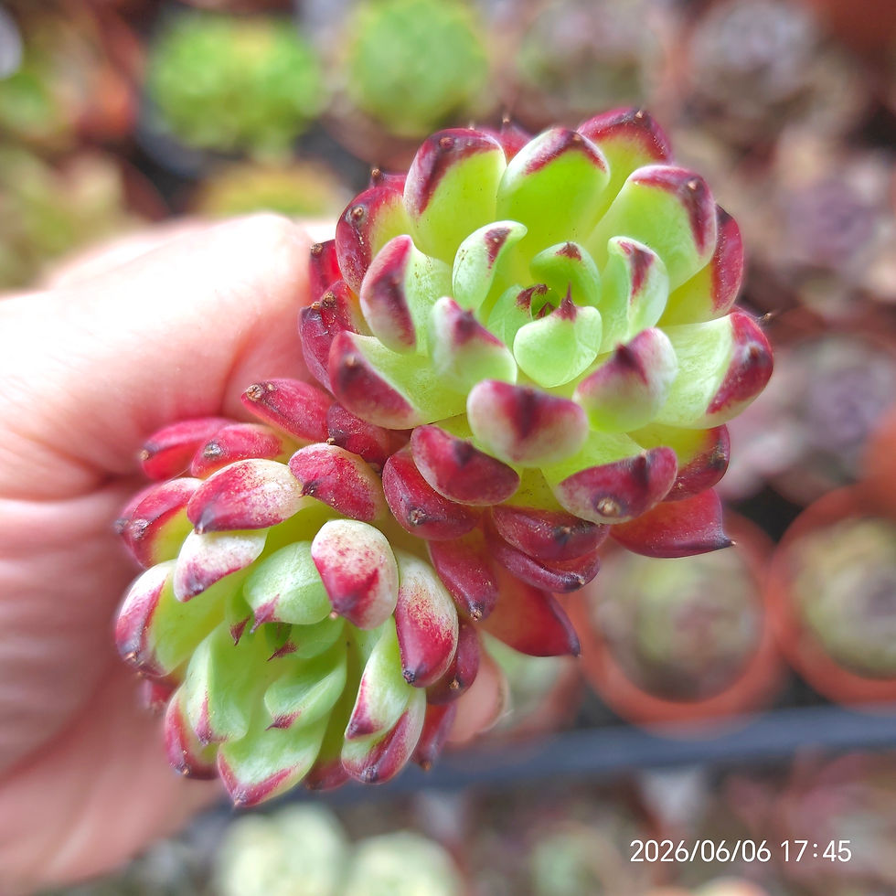 Miniature : Echeveria ‘Shinohime’ 🇰🇷 VERY RARE