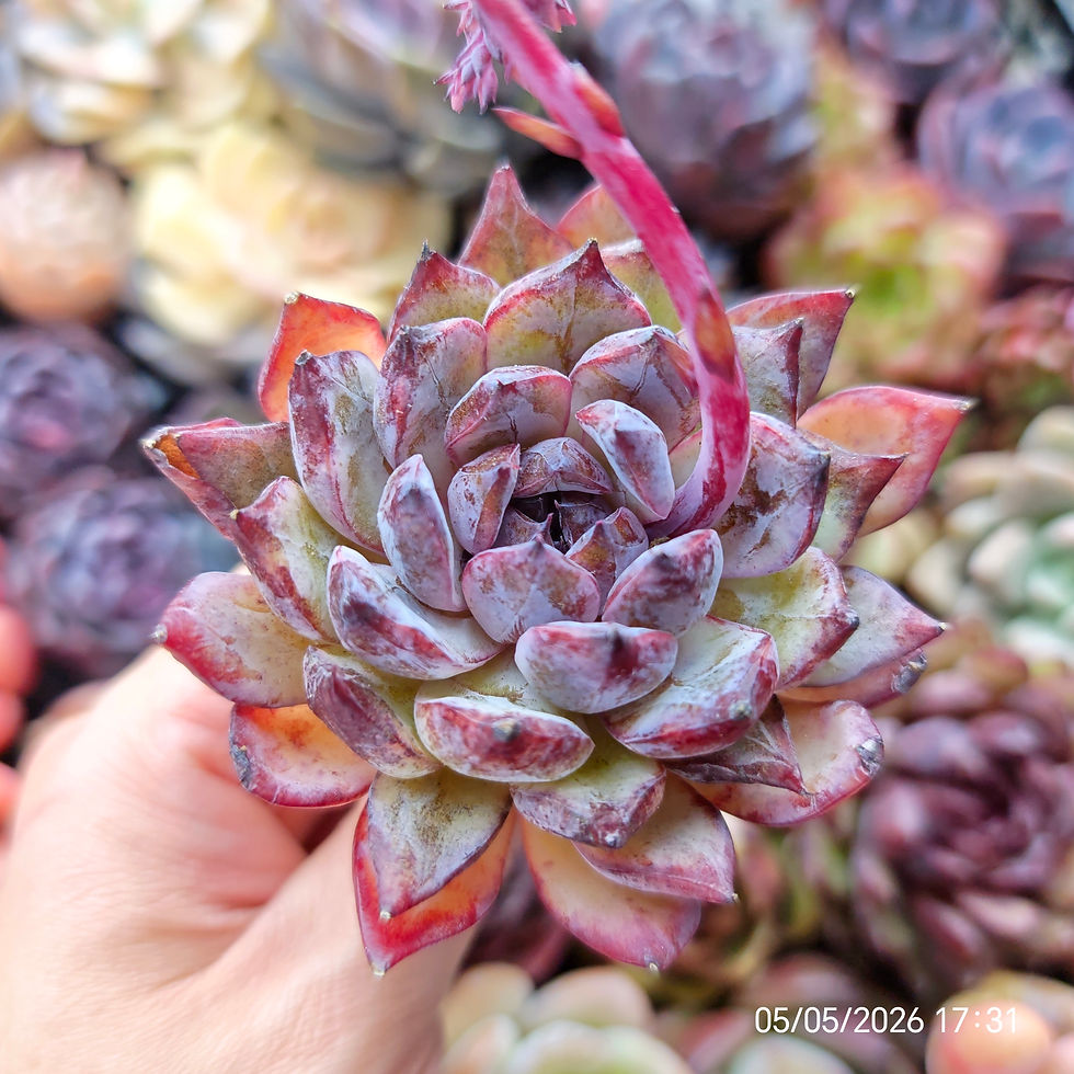 Miniatura: Echeveria ‘SSP’  🇰🇷 VERY RARE ♡ NEW