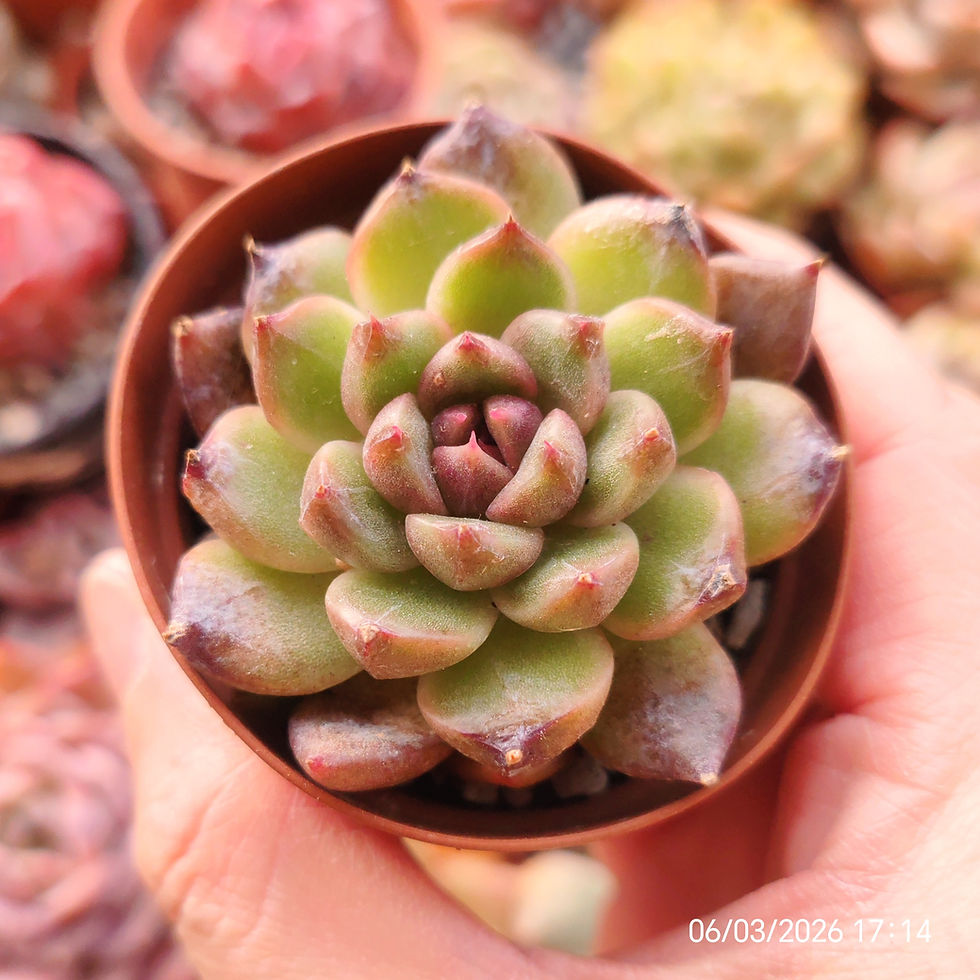 Miniaturbild: Echeveria ‘Black Wind’ 🇰🇷 EXCLUSIVE