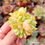 Miniatura: Echeveria ‘Aura Shine’ 🇰🇷 EXCLUSIVE