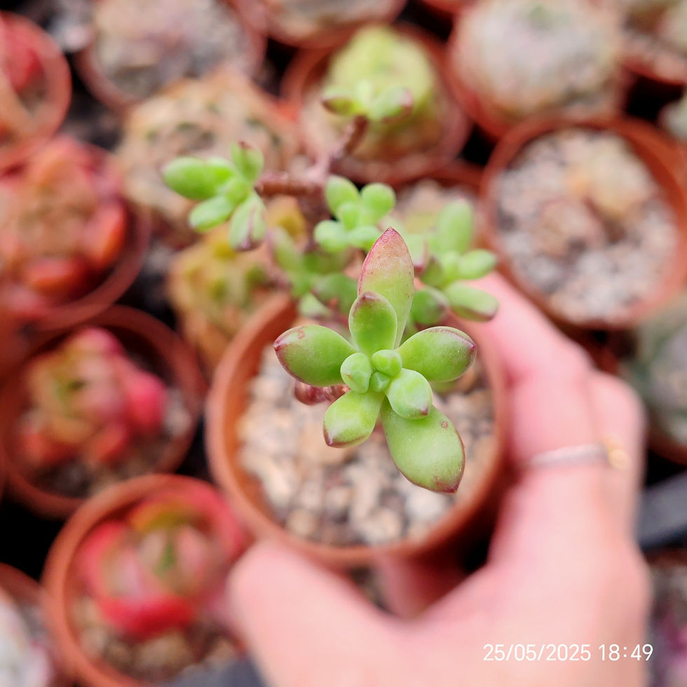 Miniatura: Echeveria macdougaullis 🇰🇷 RARE