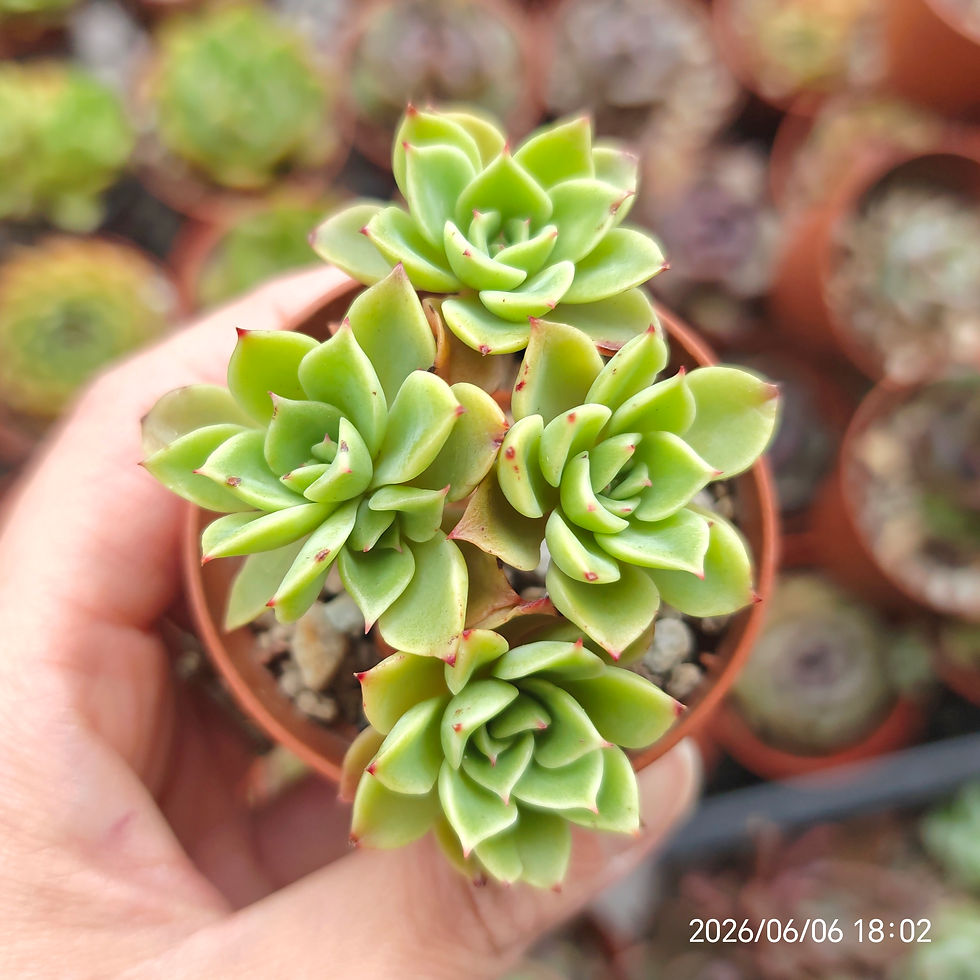 Miniature : Echeveria ‘Five Star’ 🇰🇷 VERY RARE
