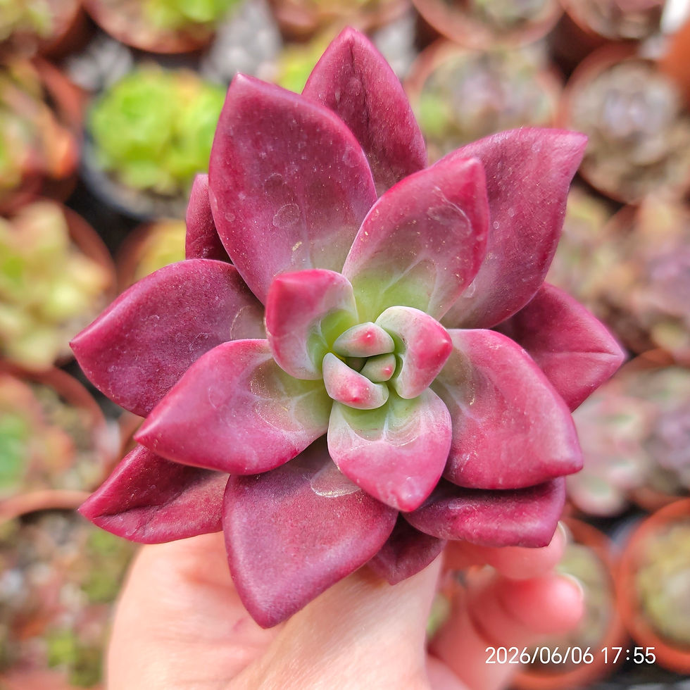 Thumbnail: Graptoveria ‘Yang Mi’ /’Hephaestus’  🇰🇷 VERY RARE ♡ NEW