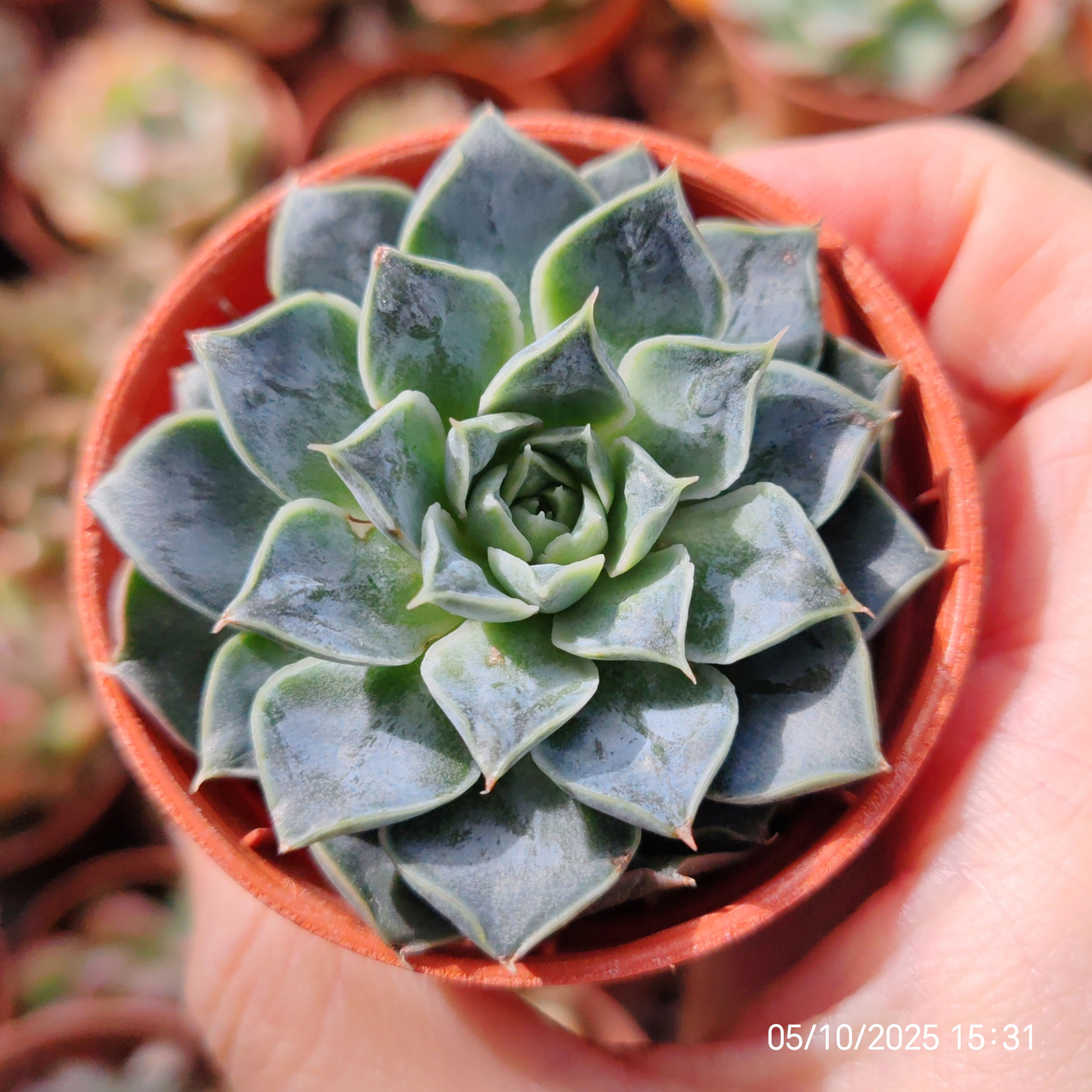 Echeveria ‘Waterdrop’ 🇰🇷 VERY RARE